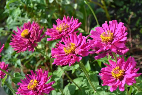 flower garden autumn