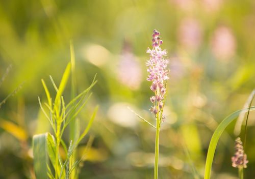 flower grass romantic