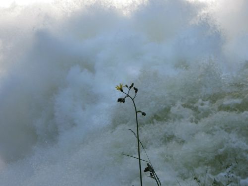 flower water power