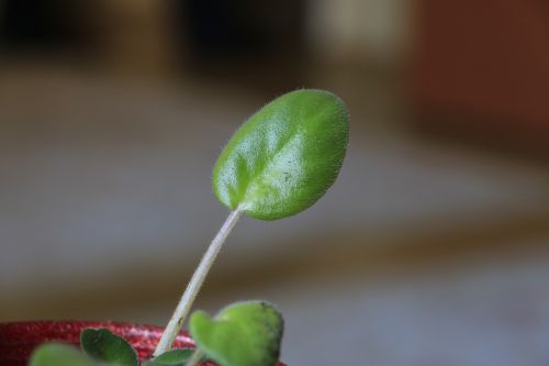 green field plant color