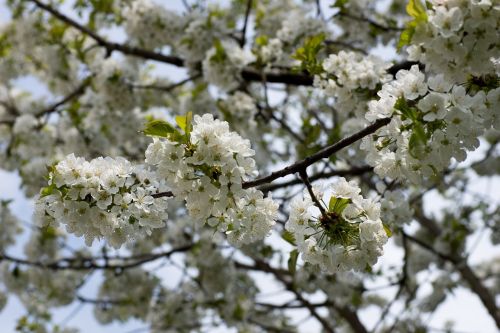 blossom bloom flowers