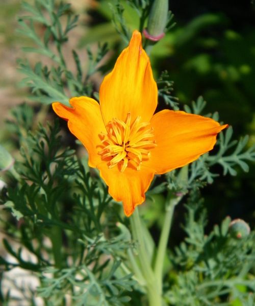 flower orange poppy