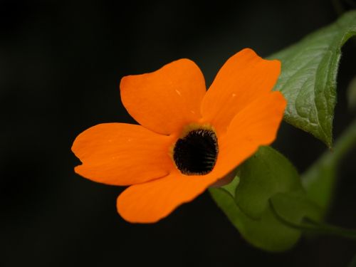 flower mantle mexico