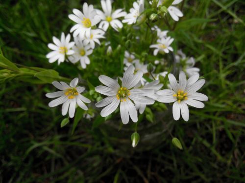 flower bloom spring