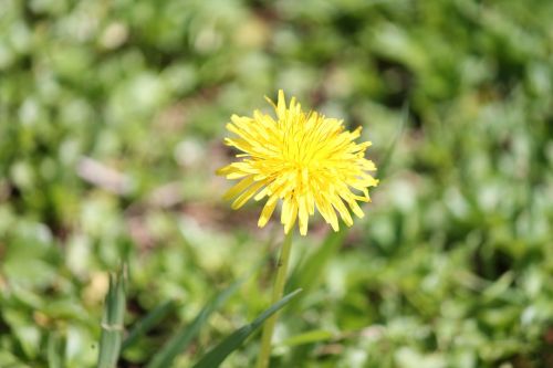 flower yellow prato