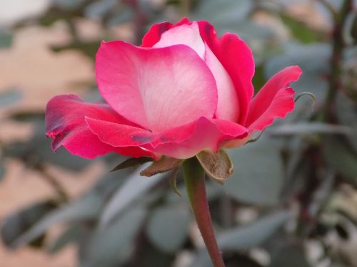 flower rose macro