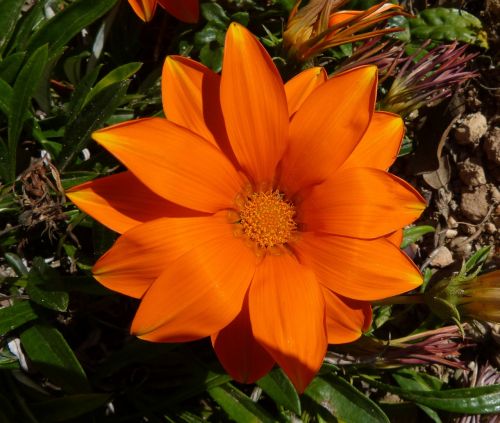 flower orange beauty