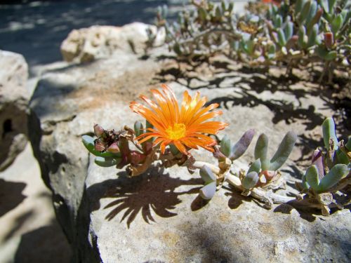 flower orange nature