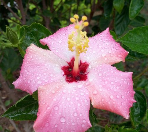 flower beautiful flowers pink