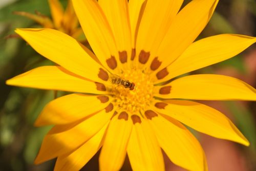 flower yellow flower bee