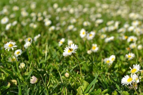 flower white flowers