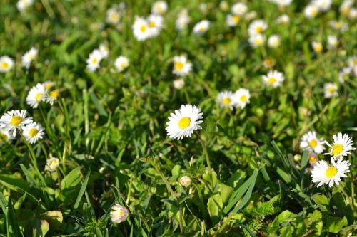 flower flowers summer flowers