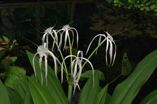 flower garden white