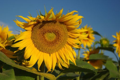flower yellow sunflower