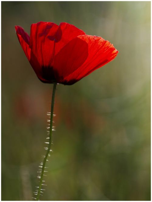flower poppy red