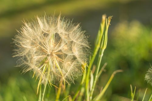 flower dandelion nature