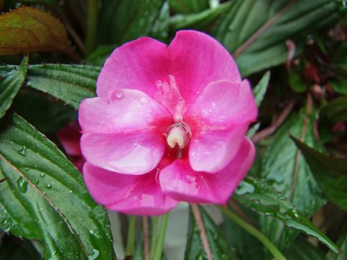 flower pink blossom