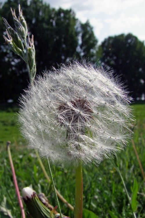 flower dandelion nature