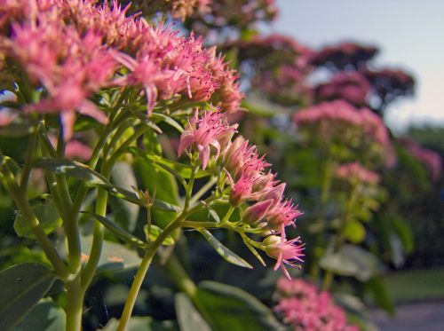 flower pink stonecrop