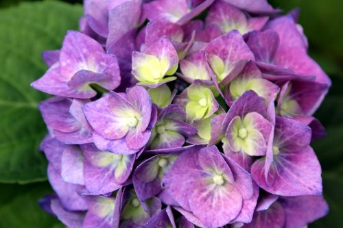 flower hydrangea blossom