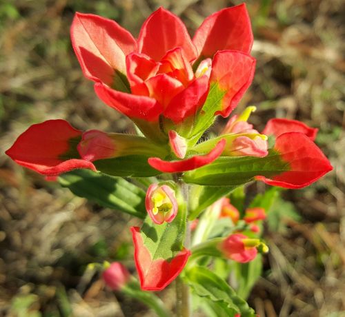 scarlet painted-cup scarlet indian paintbrush flower