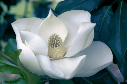flower magnolia bloom