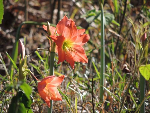 lily flower orange colour