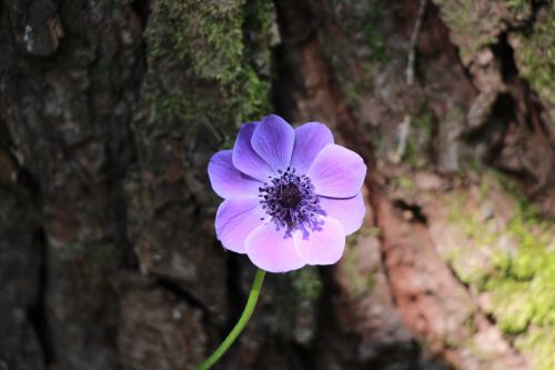 anemone flower blossom