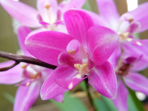 flower pink flower ground orchid