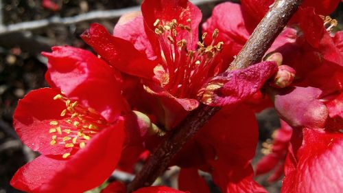 flower japanese quince cold