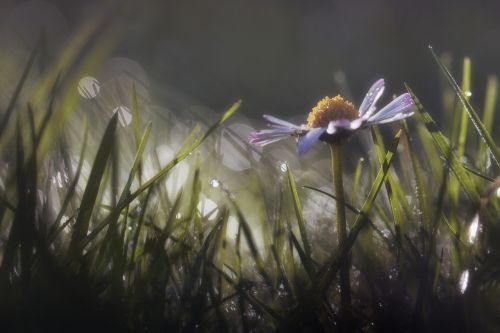 flower dew daisy