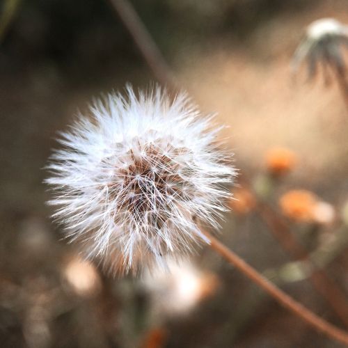 flower plant nature