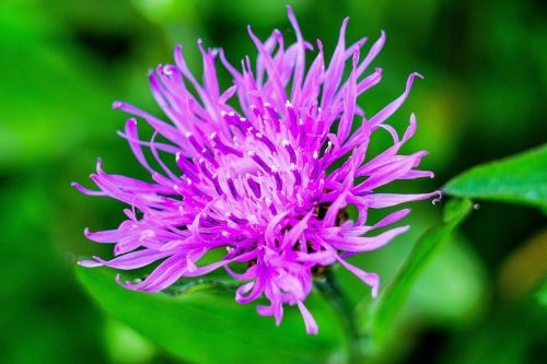 spotted knapweed nature spring
