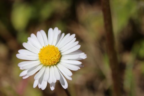 flower daisy white