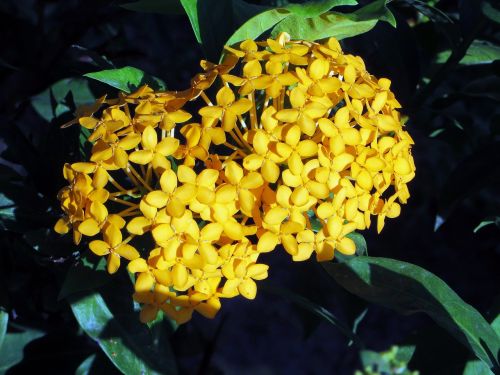 flower ixora yellow