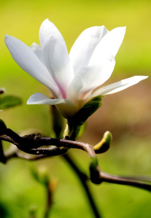 flower white magnolia
