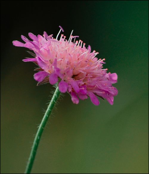 flower meadow blossom