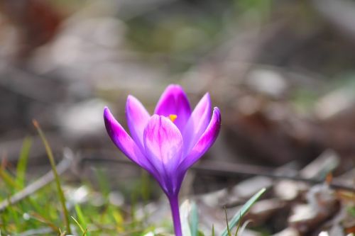 flower saffron nature