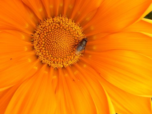 flower fly orange