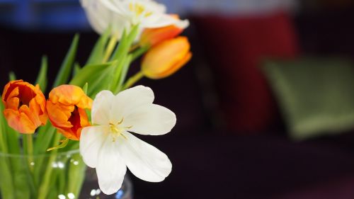 flower tulip white