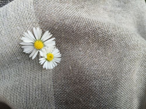 flower margaret fabric