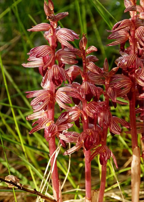 flower plant nature