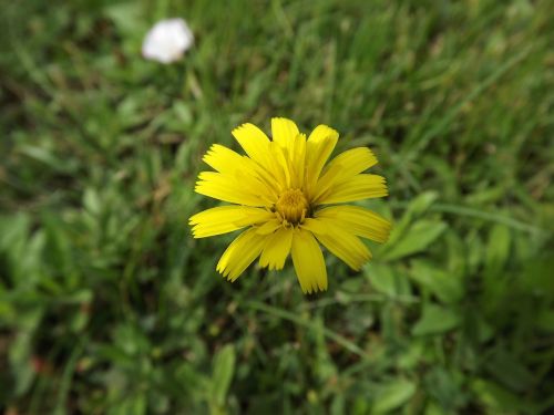 flower yellow flower nature