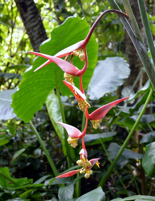 flower guadeloupe caribbean