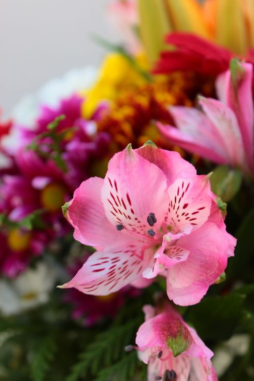 flower bouquet flowers