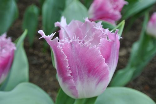 tulips flower blossom