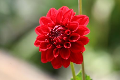 flower red blossom