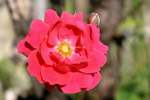 flower rosa red