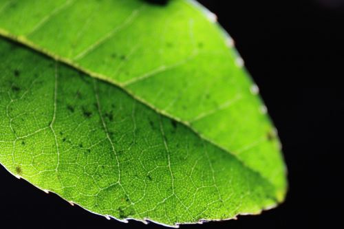 rose leaf background garden