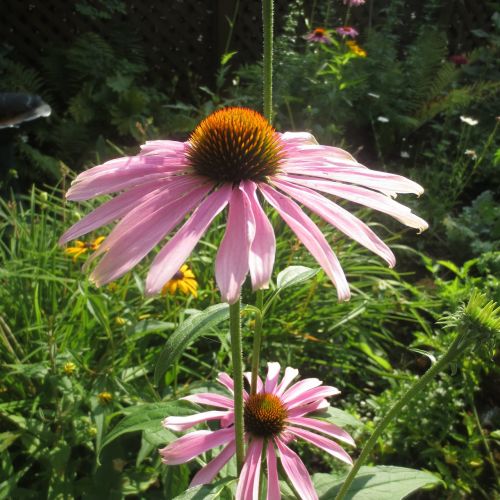 echinacea flower shawinigan